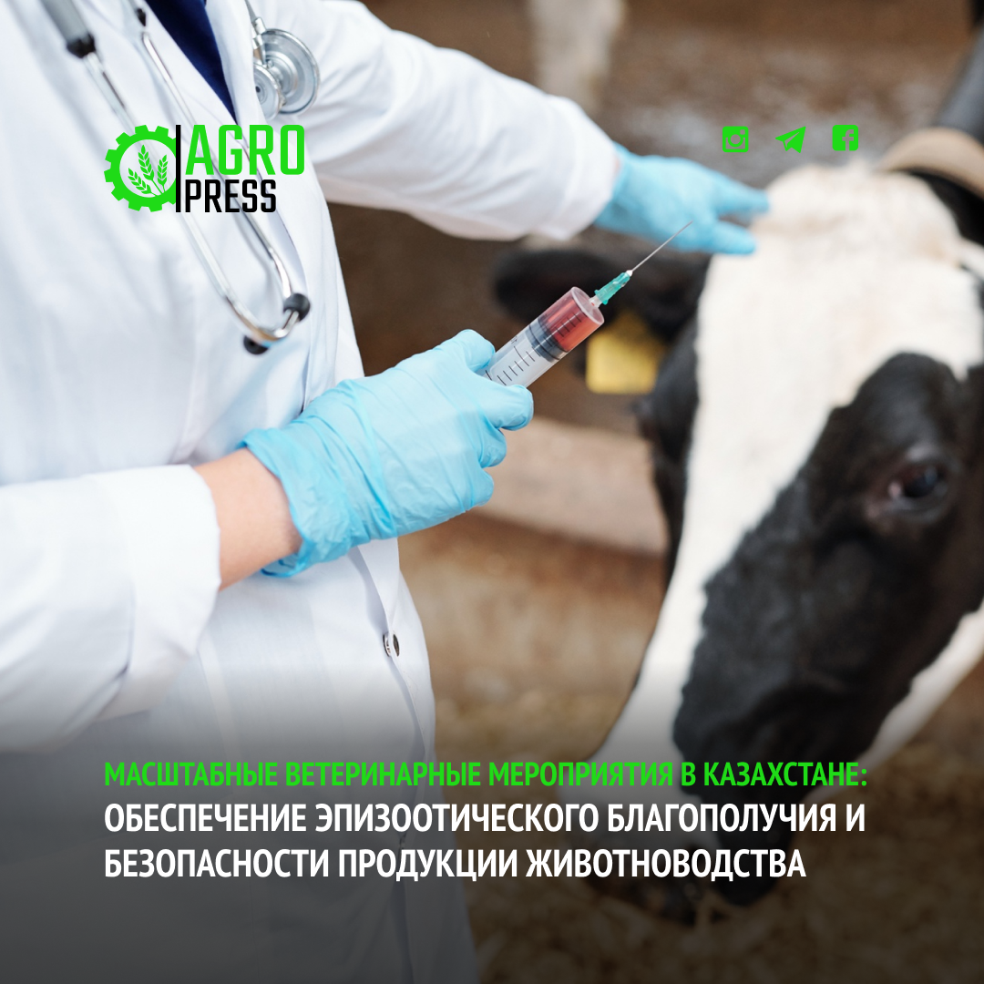 Масштабные ветеринарные мероприятия в Казахстане: Обеспечение эпизоотического благополучия и безопасности продукции животноводства