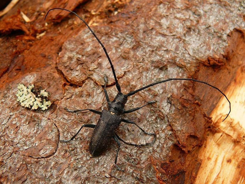 Жук усач пихтовый. Жук усач монохамус. Еловый усач жук. Еловый усач жук. Жук усач сосновый.