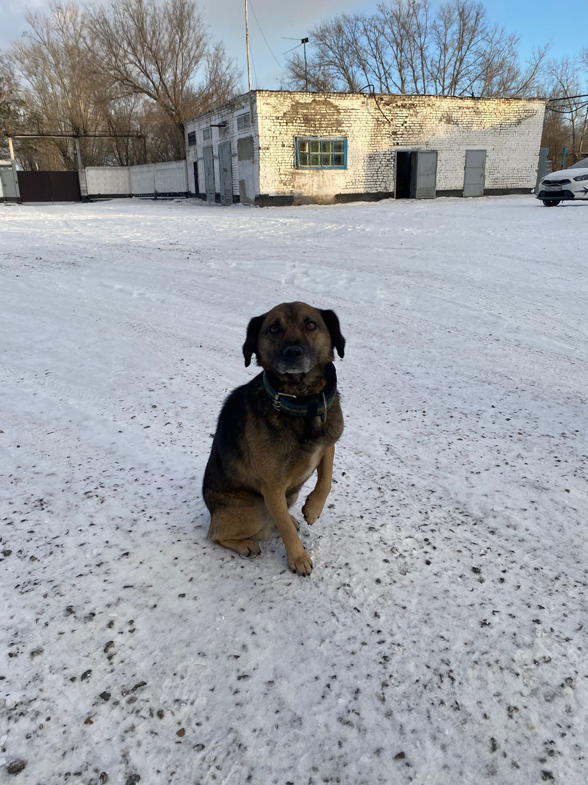 Хатико по-павлодарски: трогательная история о верности и надежде