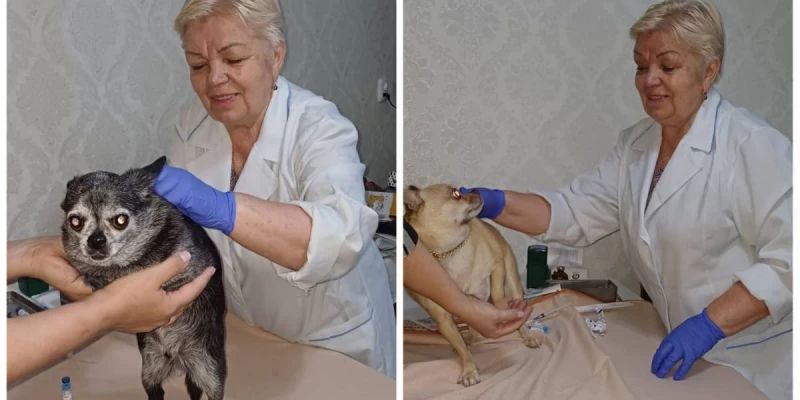 Еңбек адамы. 50 жылдық тәжірибесі бар ветеринар Руфия Хабибрахманова